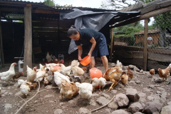 Ministerio Agropecuario Reporta 220,110 Familias Productoras de Aves de Corral en Fincas en 2024