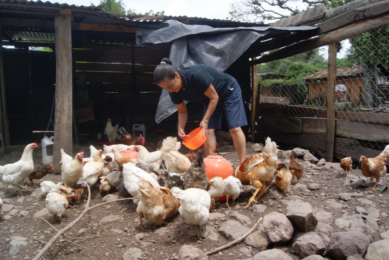 Ministerio Agropecuario Reporta 220,110 Familias Productoras de Aves de Corral en Fincas en 2024