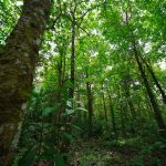 Gobierno de Nicaragua impulsa restauración de bosques a través del MARENA