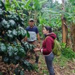 IPSA refuerza monitoreo y vigilancia fitosanitaria en cafetales para garantizar la salud del cultivo