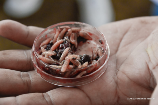 Nicaragua Concluye Taller Regional de Autoridades Sanitarias para Combatir el Gusano Barrenador