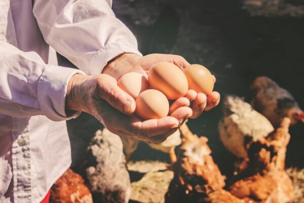 Producción de huevo garantiza el abastecimiento en los mercados nacionales