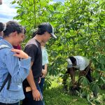 INTA Presenta la Adaptación de 17 Variedades de Yuca para Mejorar la Producción Nacional