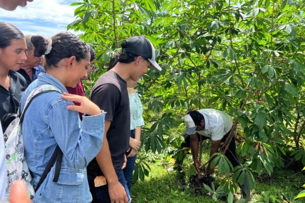 INTA Presenta la Adaptación de 17 Variedades de Yuca para Mejorar la Producción Nacional