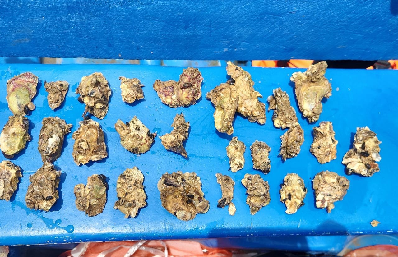 INPESCA Valida Cultivo de Ostión de Mangle en Cayos Perlas