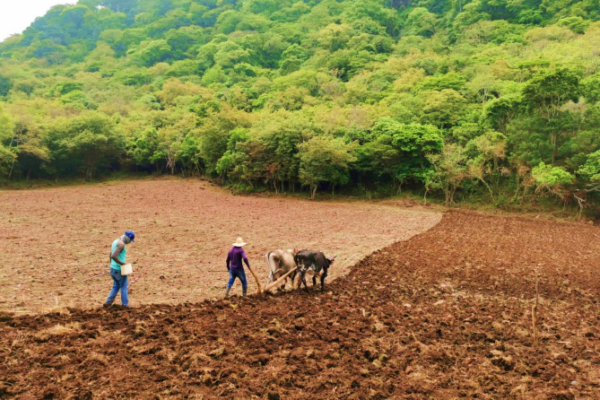 Gobierno Promueve Nuevas Prácticas y Tecnologías en la Producción de Maíz y Frijol Rojo para la Postrera 2024