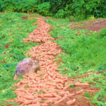 Productores de zanahoria abastecen mercados con cosechas de alta calidad