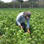 Cosecha de tomate y chiltoma abastece mercados locales y regionales