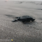 437 Tortuguillos Liberados en Chacocente