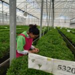 IPSA certifica viveros ornamentales para exportación