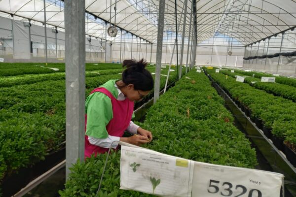 IPSA certifica viveros ornamentales para exportación