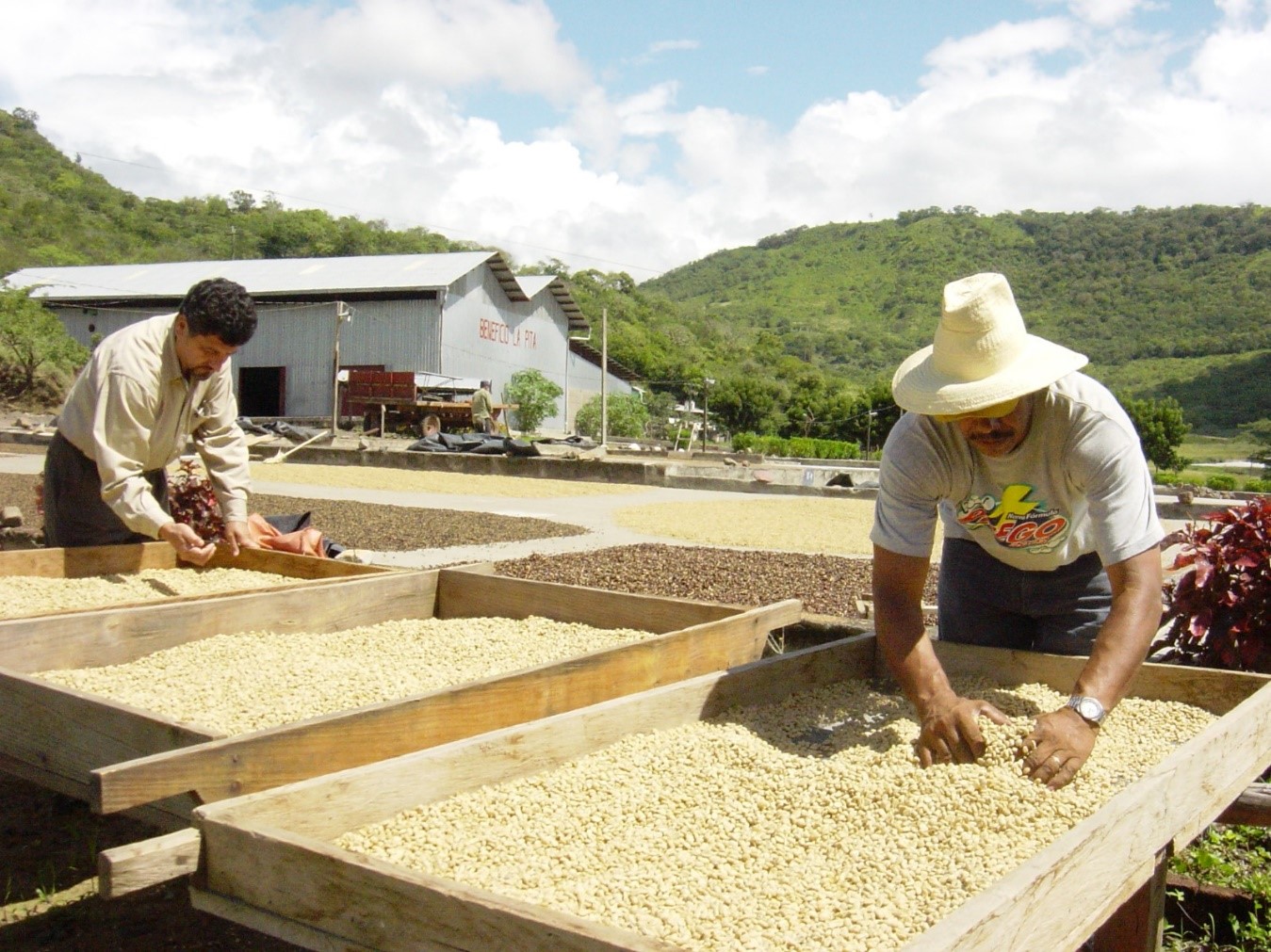 Avanza Acopio de Cosecha de Café, Ciclo 2024/2025