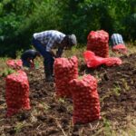 Cosecha de papa 2024: Meses de buenos resultados para los productores