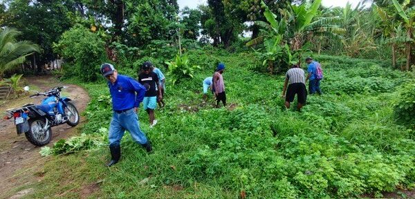 IPSA refuerza vigilancia fitosanitaria contra el gusano rosado del algodón