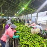 IV Región Registra Excelente Producción de Plátanos en 2024