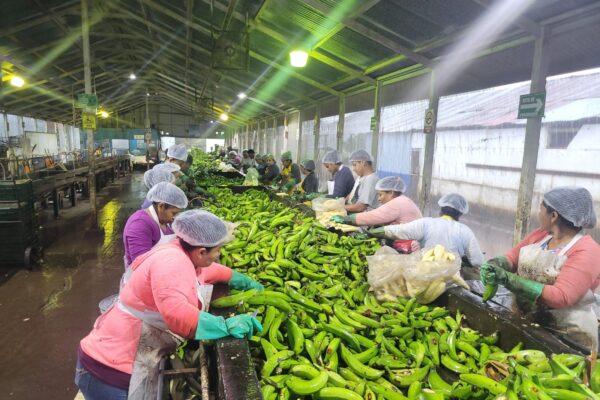 IV Región Registra Excelente Producción de Plátanos en 2024