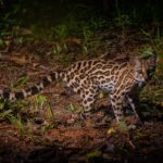 MARENA Inicia Estudio de Diversidad Biológica con Enfoque en Monitoreo Natural