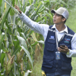 IPSA Refuerza Vigilancia y Protección de la Producción Nacional de Maíz