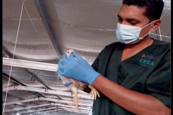 IPSA, Vigilancia y Bioseguridad: Claves en la Protección de las Granjas Avícolas