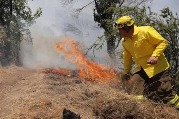 Incendios forestales desatan alerta roja en dos regiones de Chile