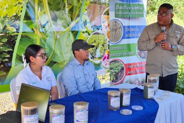 Nueva técnica promete mejorar fertilización de soya en Nicaragua