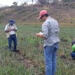 IPSA garantiza vigilancia y control en el cultivo de cebolla