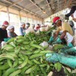 Acopio de empresas procesadoras impulsa la exportación de plátanos
