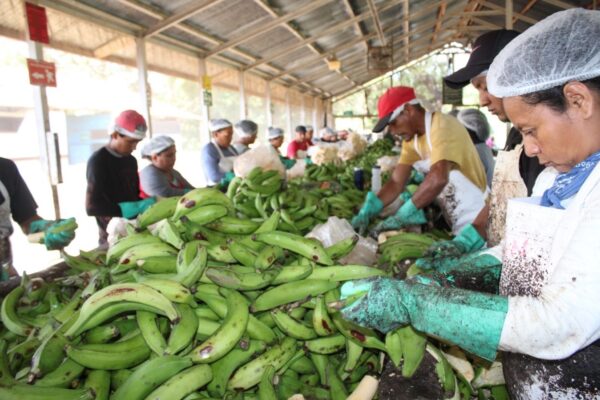 Acopio de empresas procesadoras impulsa la exportación de plátanos