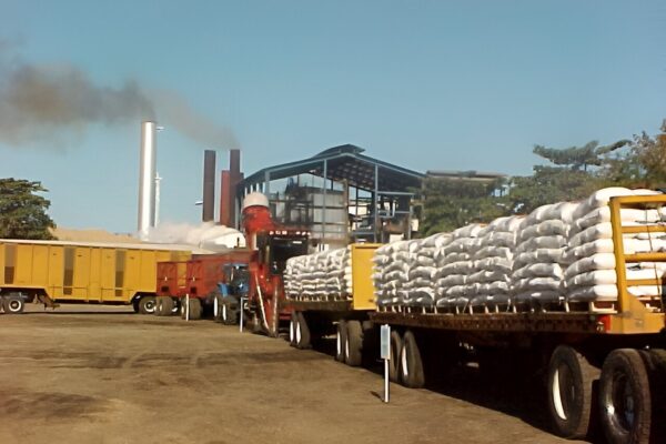 Avanza producción en Zafra Azucarera, Ciclo 2024/2025