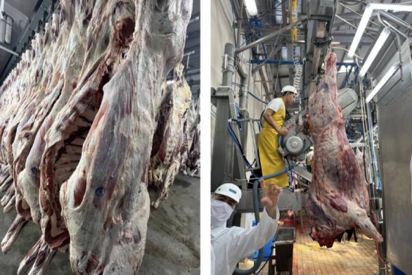 Nicaragua, líder en producción y exportación de carne bovina