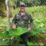 Avanza siembra de malanga y quequisque para el ciclo 2024/2025