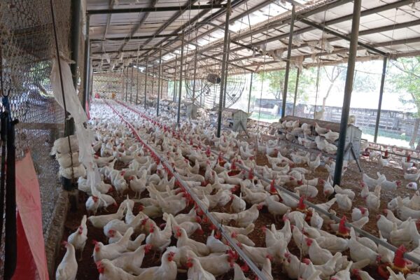 Incremento en la producción de huevo impulsa la economía familiar en Nicaragua