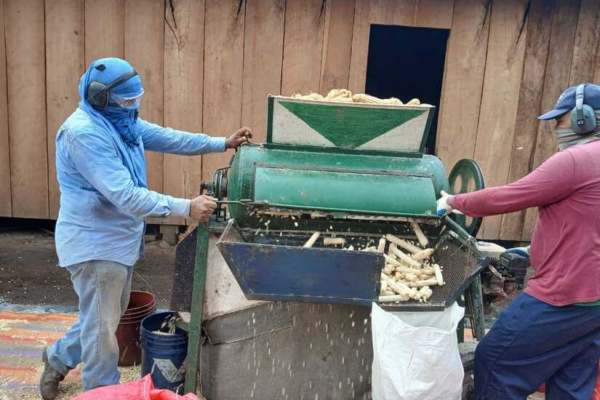Exitosa cosecha de primera garantiza suministro estable de maíz en Nicaragua