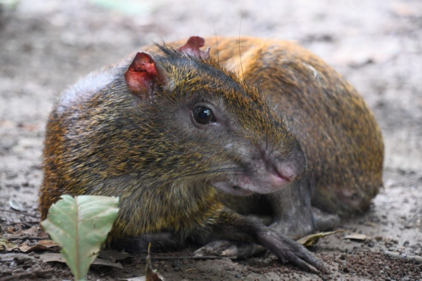 MARENA apoya la transformación de Finca Tonantzin en Refugio Natural en Carazo