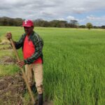 Avance de Siembra de Arroz de Riego de Verano 2024/2025