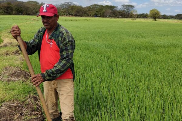 Avance de Siembra de Arroz de Riego de Verano 2024/2025
