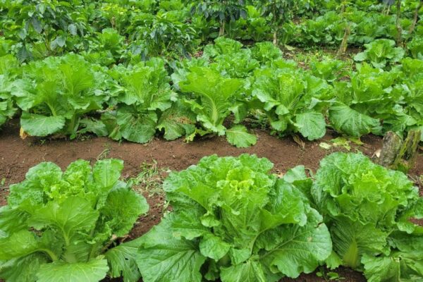 Cosechas de lechuga: Un impulso para la agricultura familiar