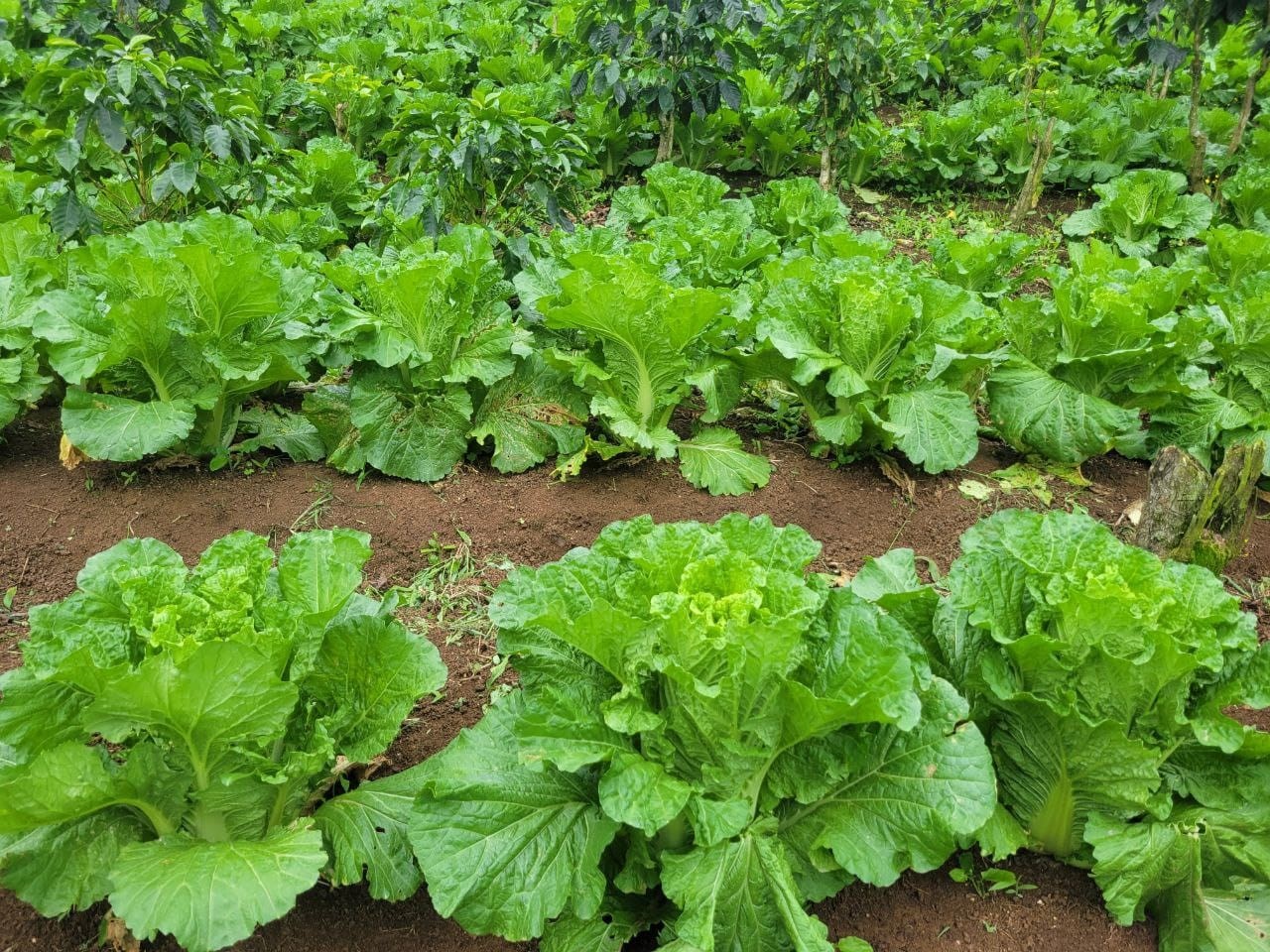 Cosechas de lechuga: Un impulso para la agricultura familiar