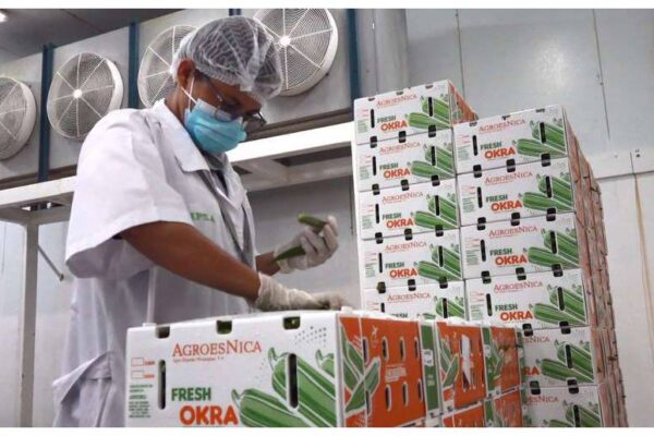 IPSA impulsa la sanidad agropecuaria y las exportaciones en Nicaragua