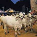 ¡Arrancan las Ferias Ganaderas 2025 en Nicaragua!