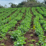 Nicaragua fortalece producción de frijol con la siembra de Apante