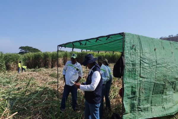 IPSA Fortalece Vigilancia y Producción para la Exportación de Azúcar de Caña