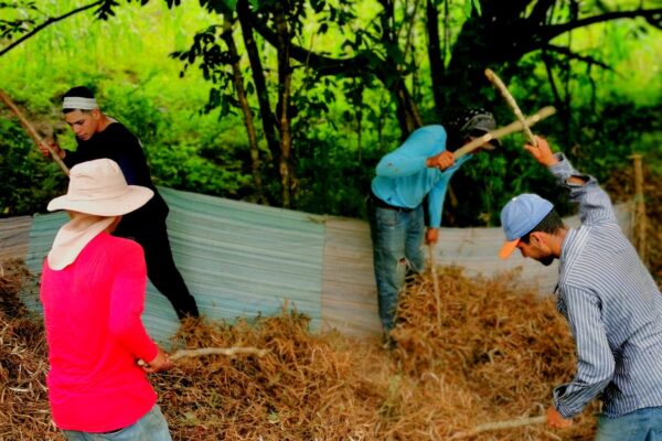 Avance de la Cosecha de Frijol Rojo de Apante 2024-2025