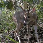 MARENA informa sobre monitoreo de biodiversidad en la Reserva Finca Cervantes mediante cámaras trampa