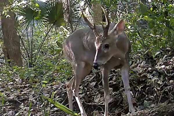 MARENA informa sobre monitoreo de biodiversidad en la Reserva Finca Cervantes mediante cámaras trampa