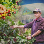 Clausura del Plan de Protección y Seguridad de la Cosecha Cafetalera 2024-2025 se realizará este sábado