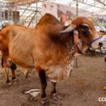 Competencias y premios marcarán el inicio de la Feria Ganadera de Camoapa 2025