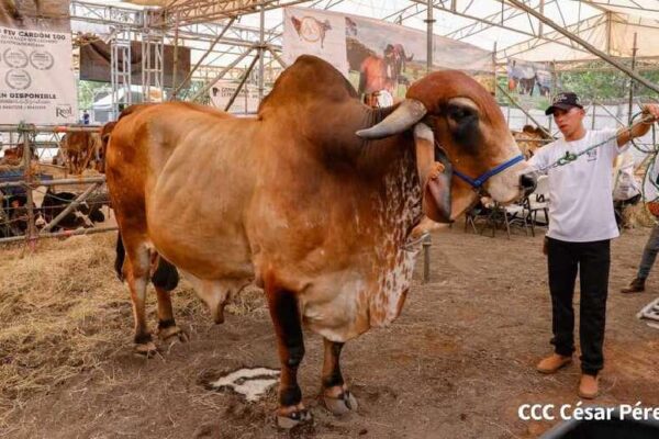 Competencias y premios marcarán el inicio de la Feria Ganadera de Camoapa 2025