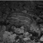 Monitoreos revelan avances en la adaptación y reproducción del tapir en Nicaragua