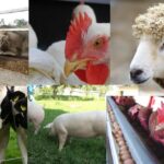 Crecimiento del sector pecuario impulsa la seguridad alimentaria en Nicaragua